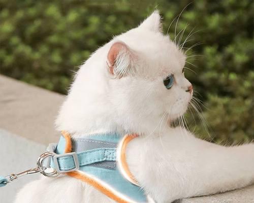 猫的繁殖周期及产仔时间（探究猫咪产仔的时间和周期）