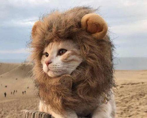 宠物猫的生育周期及繁殖规律解析（了解宠物猫的繁殖周期和繁殖规律）