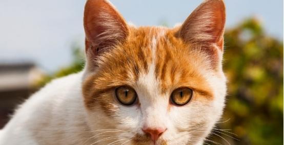 猫咪的“停滞年龄”是多少岁（探究猫咪成年后停止生长的奥秘）