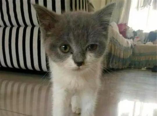 猫咪的“停滞年龄”是多少岁（探究猫咪成年后停止生长的奥秘）
