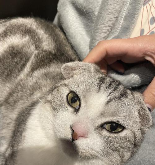 猫耳朵下垂，你的宠物是否是折耳（揭开折耳猫的神秘面纱）