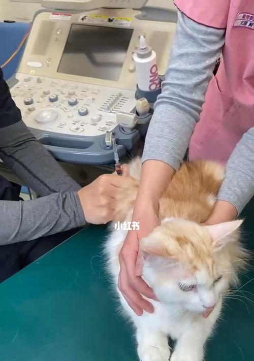 猫肺炎消炎针推荐（以宠物为主的消炎药物解析）