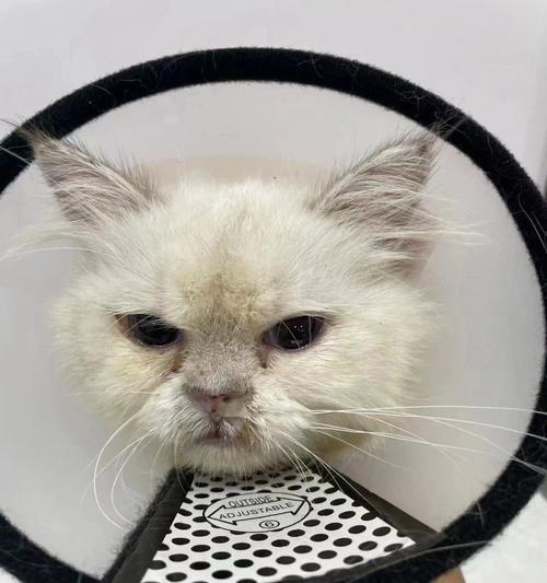 猫肺炎消炎针推荐（以宠物为主的消炎药物解析）