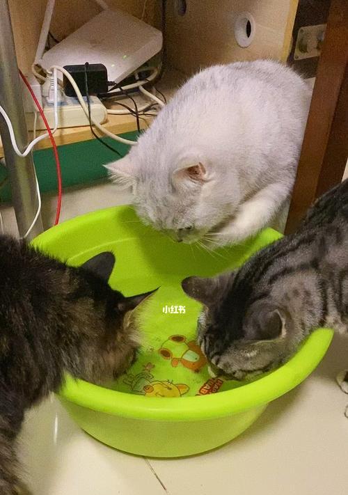 猫喝水的正常量及注意事项（探究猫的饮水量与健康关系）