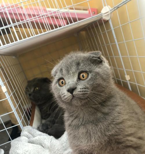 探寻折耳猫的神秘世界（以猫黑白相间折耳猫为主题的探究）