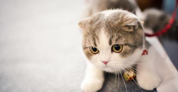 探寻折耳猫的神秘世界（以猫黑白相间折耳猫为主题的探究）