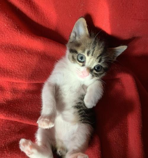 猫咪的生育期和繁殖规律，你了解多少（猫咪的生育期和繁殖规律）