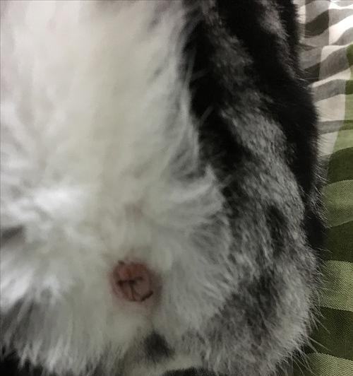 怎样处理宠物猫因菊花出血的问题（让爱宠远离疼痛）