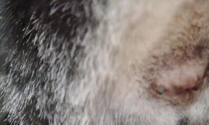 怎样处理宠物猫因菊花出血的问题（让爱宠远离疼痛）