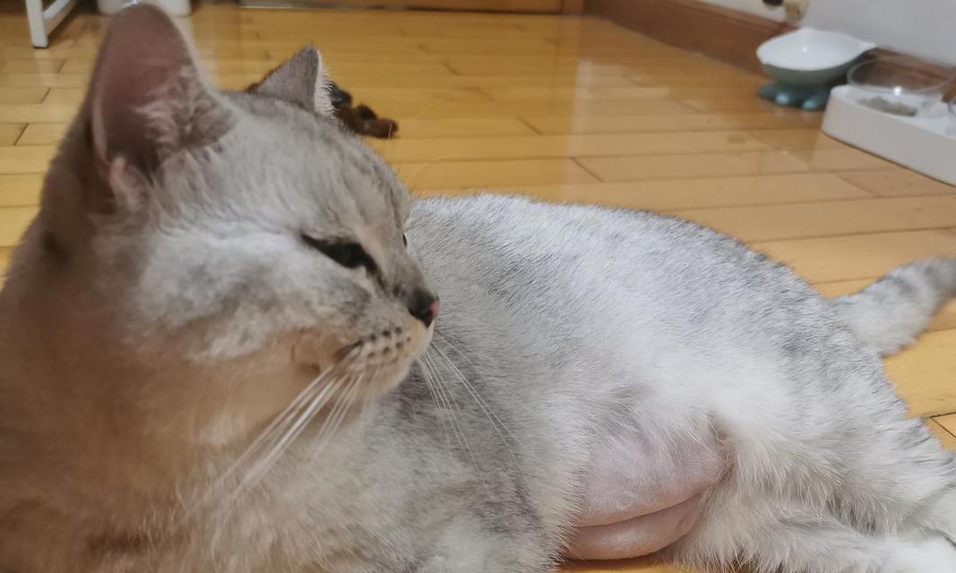 猫快下崽的反应到底有哪些（了解你的宠物）