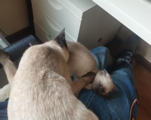 如何让宠物猫停止咬人（探寻猫咬人的原因和解决方法）