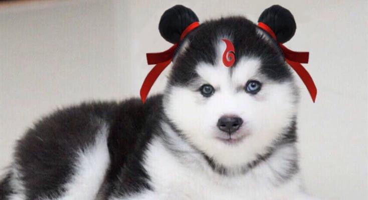 猫妈妈不管小猫，后果严重（宠物也需要责任和关爱）