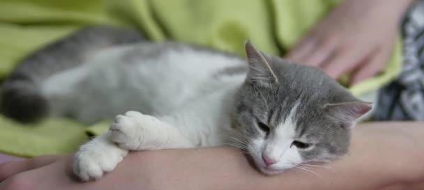 宠物猫妈妈的独特陪伴方式（猫妈妈带着猫咪一同入眠）