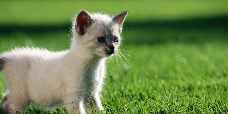 猫妈妈和小猫咪的宠物生活（以猫妈妈独宠小猫咪的生活点滴）