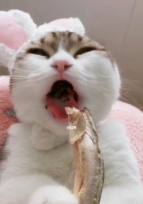 猫妈妈生小猫，一场疼痛的奉献（宠物养殖中的必要之恶）