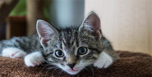 猫猫感冒症状及预防措施（了解症状）