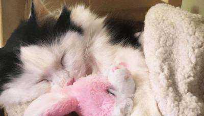 猫猫感冒症状及预防措施（了解症状）
