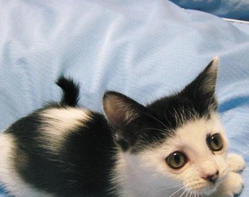 新手养猫指南（注意事项）