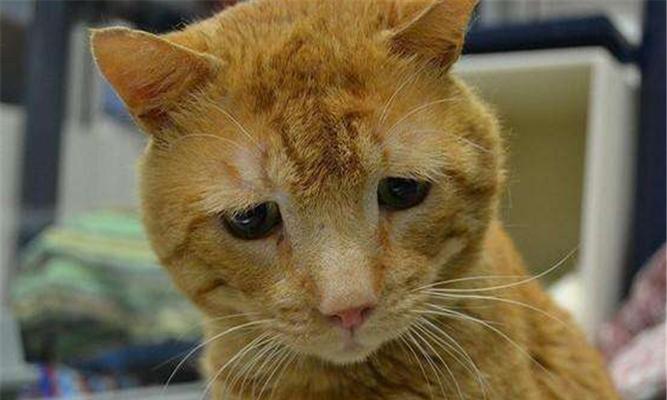 如何帮助宠物猫猫应对呼吸道感染（全面指南）
