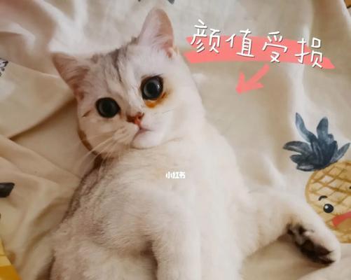 如何帮助宠物猫猫应对呼吸道感染（全面指南）