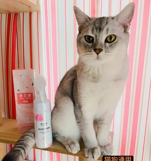 如何清洁黄色的猫毛（宠物主人必看的猫毛清洁技巧）