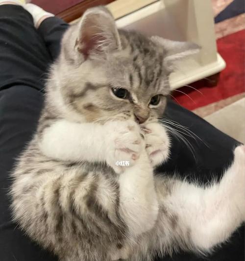 如何清洁黄色的猫毛（宠物主人必看的猫毛清洁技巧）