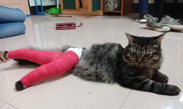 猫妈妈的繁殖能力及注意事项（从猫的品种）