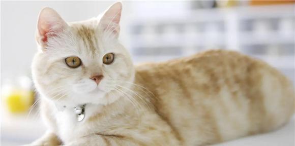 揭秘猫尿臭的真相（猫尿臭为何难以消除）