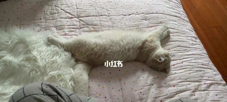 为什么猫喜欢以猫趴前腿睡觉（探究猫咪睡姿的奥秘）