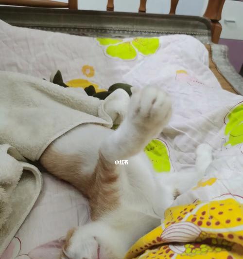 为什么猫喜欢以猫趴前腿睡觉（探究猫咪睡姿的奥秘）