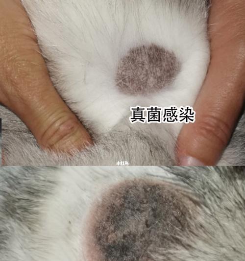 探究猫皮肤病的药膏治疗方法（了解猫皮肤病药膏的种类与作用）