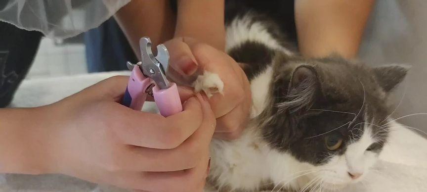 宠物猫屁股红了怎么办（养猫人必看）