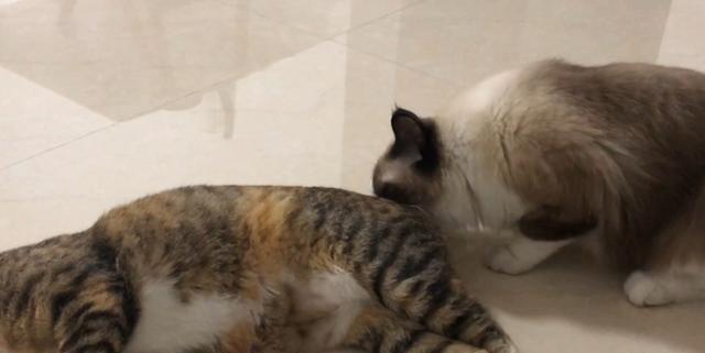 宠物猫屁股红了怎么办（养猫人必看）