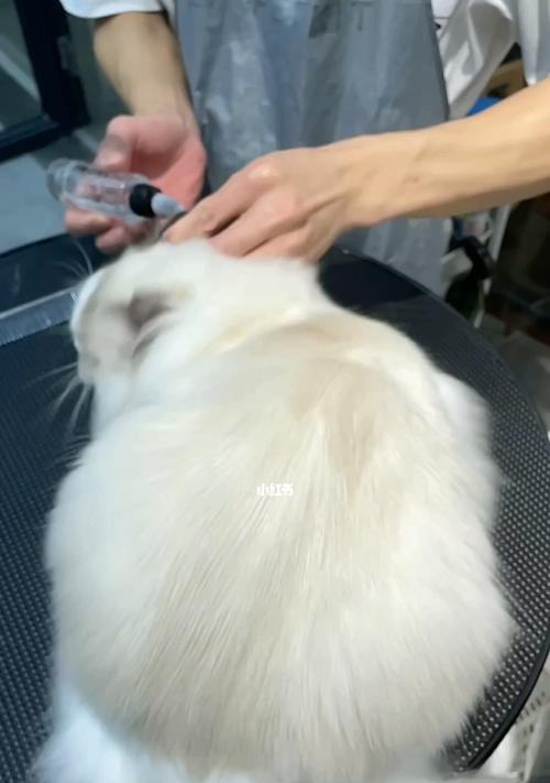 猫赛是什么（深入解析猫赛）