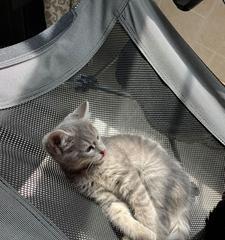 猫砂误食对猫咪健康的影响（如何预防猫咪误食猫砂）