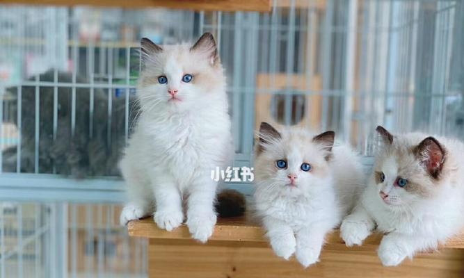 布偶猫繁育时间与注意事项（探寻布偶猫繁育的秘密与技巧）