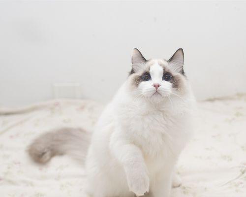 猫舍大布偶的魅力（探秘大布偶的特点及适养要点）