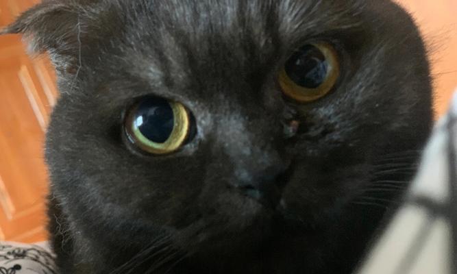 揭秘猫身上的黑色点点（黑色点点是什么）
