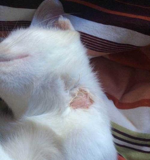 猫咪身上长了猫藓，该如何处理（猫藓治疗方案）