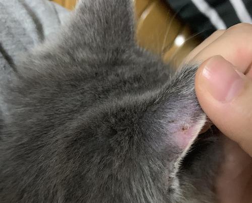 猫咪身上长了猫藓，该如何处理（猫藓治疗方案）