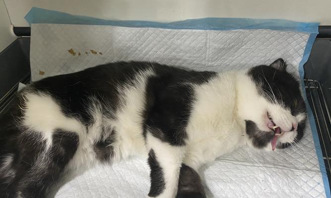 「猫咪生病（「为您的宠物提供营养丰富的食物）