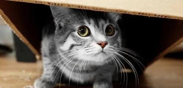 宠物猫生育过程中受惊不生，如何应对（怀孕猫遇到惊吓导致难产）