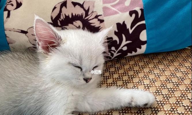 为什么以猫生的小猫会死亡（探究小猫死亡的原因及如何预防）
