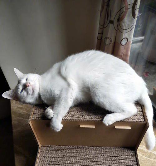 猫妈妈能否移动小猫窝（小猫的生长环境和注意事项）