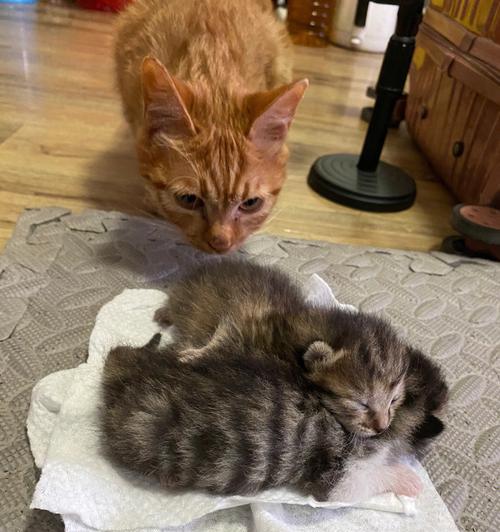 如何解决猫妈妈奶水不足问题（针对不同情况的应对措施）