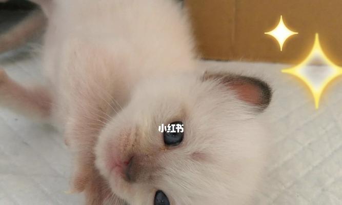 猫妈妈的呵护之前咕噜咕噜（以宠物为主）