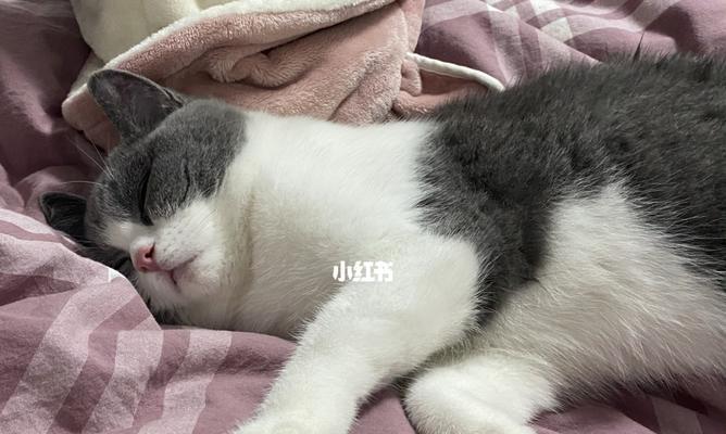 猫咪什么时候可以生小猫（探究猫咪产仔时间及相关知识）