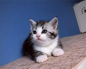 睡觉会折耳（猫咪的睡姿和折耳的关系）
