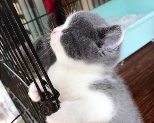 睡觉会折耳（猫咪的睡姿和折耳的关系）