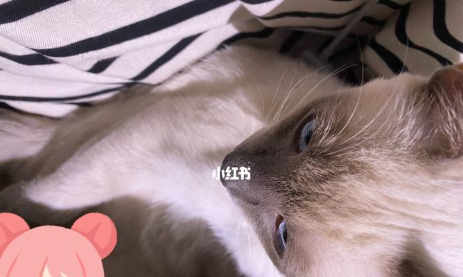 为什么宠物猫不喜欢被摸（探究宠物猫不让人摸的原因和方法）